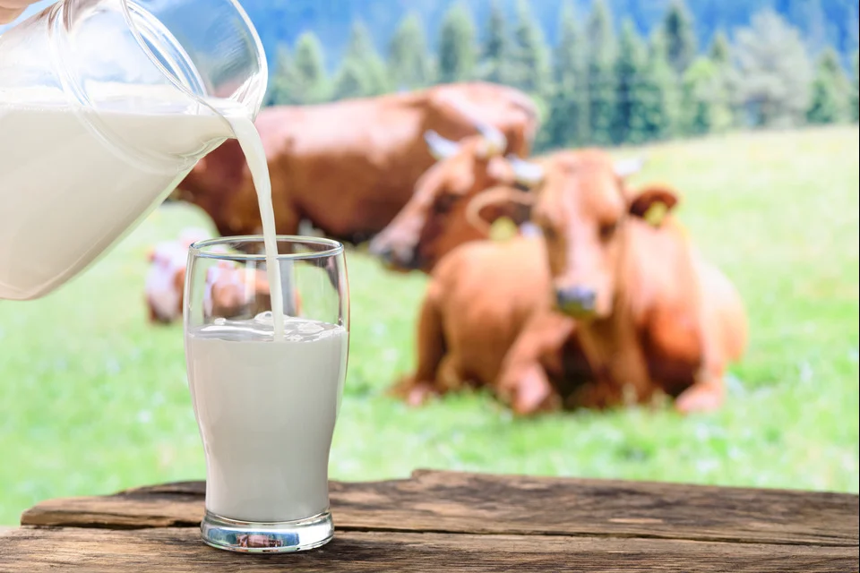 A2 Gir Cow Milk