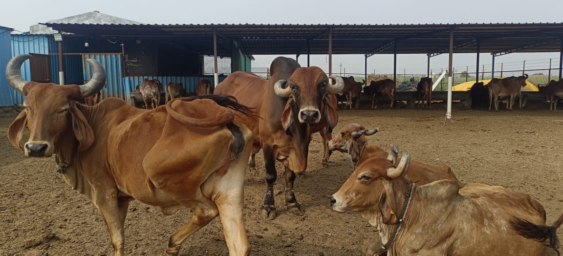 Shreeya Farm A2 Gir Cow Products